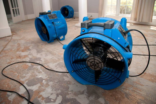 Best Professional water damage repair  in Rainbow City, AL